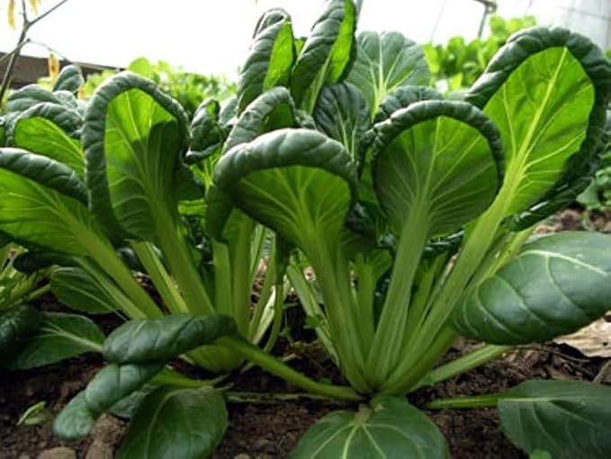 __DEFAULT__