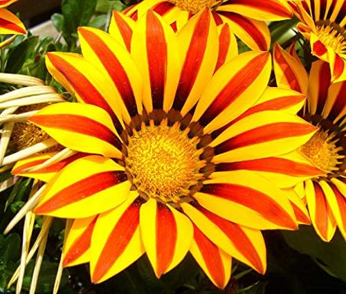 Yellow red