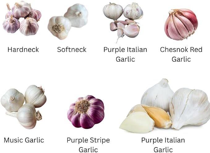 White Garlic