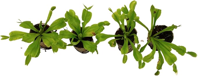 Venus Fly Trap