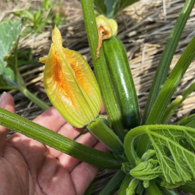 __DEFAULT__