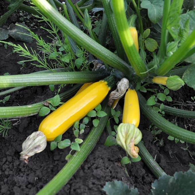 Yellow Squash