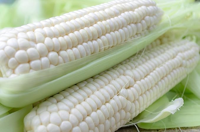 White Corn