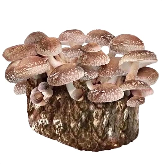 Shiitake