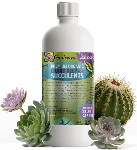 Succulents & Cacti