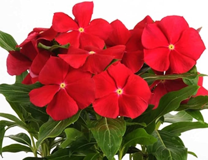 Really Red