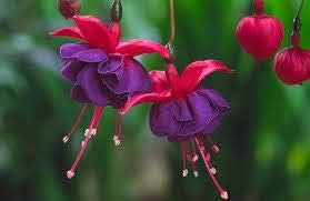 Purple red