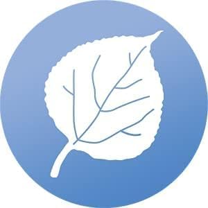Aspen Leaf