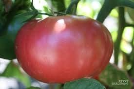 Dark red