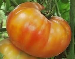 Orange 3