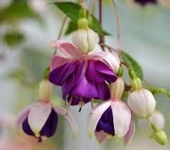 Dark violet