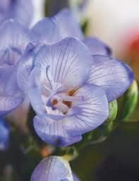 Blue 1