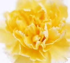 Dark yellow