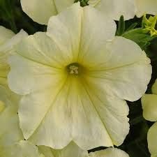 Yellow cream