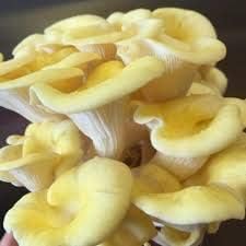 Light yellow