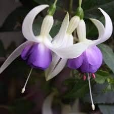Violet white