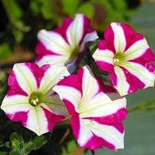 Pink white