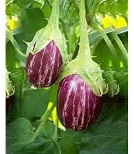 Purple 6