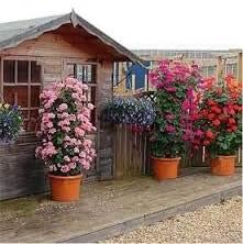 Mixed colour