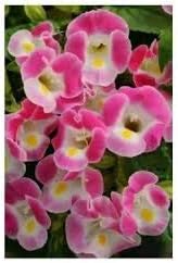 Pink 1