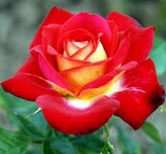 Red yellow