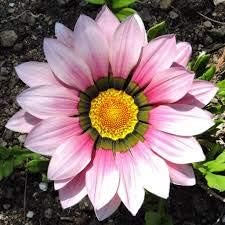 Cream pink