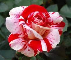 Red light pink