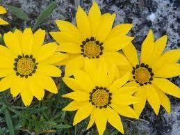 Dark yellow