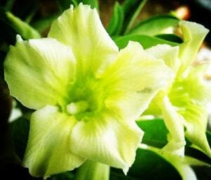 Yellow green