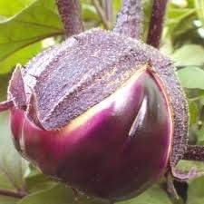 Purple 2