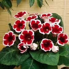 Dark red white