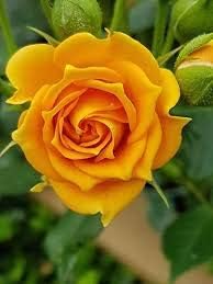Dark yellow
