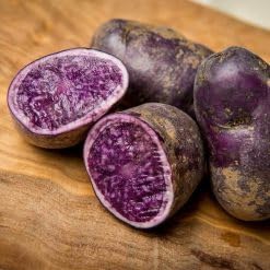 dark purple