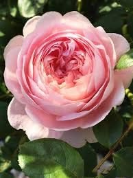 Light pink 3