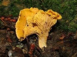 Orange yellow