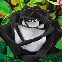 Black white