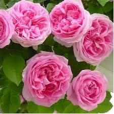 Light pink 1