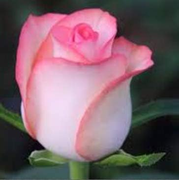 Pink white
