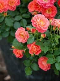 Orange pink