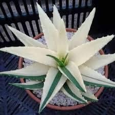 White green