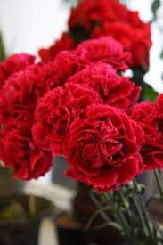 Red 2