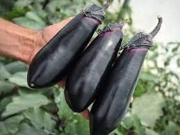 Purple 10