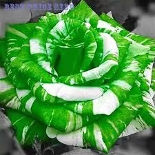 Green white
