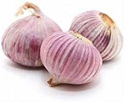 Purple 1