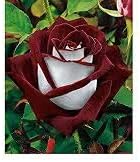 Maroon white