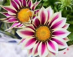 White yellow