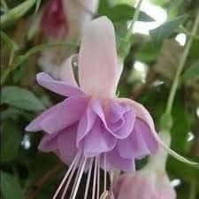 Light violet