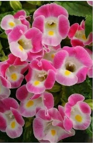 Pink white 1