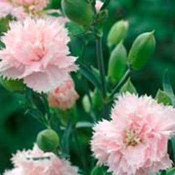 Light pink 1
