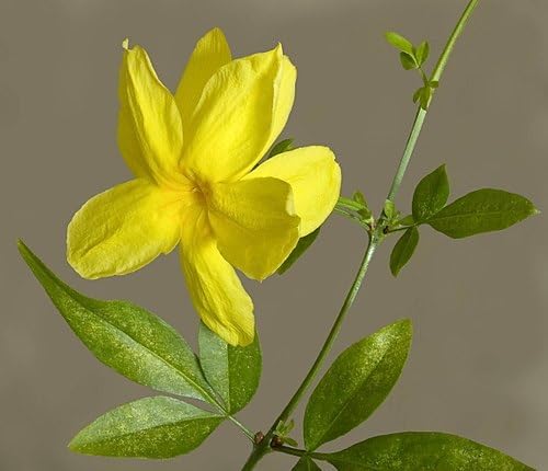 primrose-jasmine